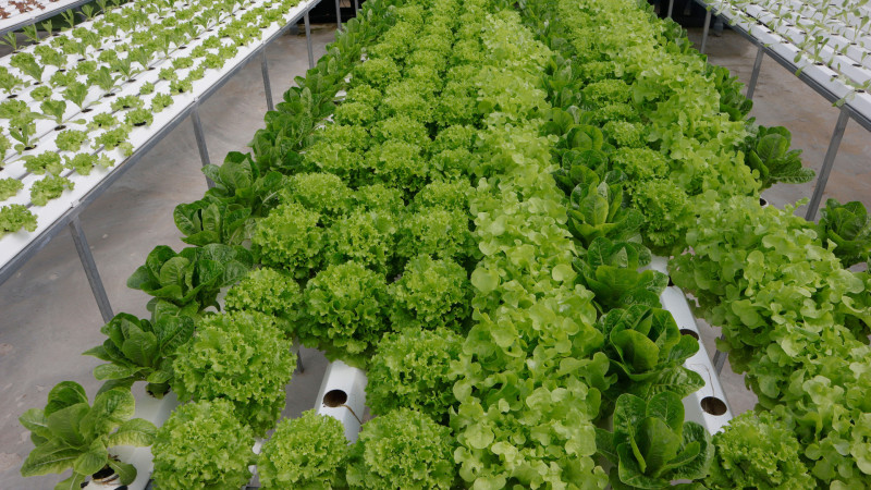 shutterstock 1168492924