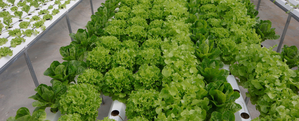 shutterstock 1168492924