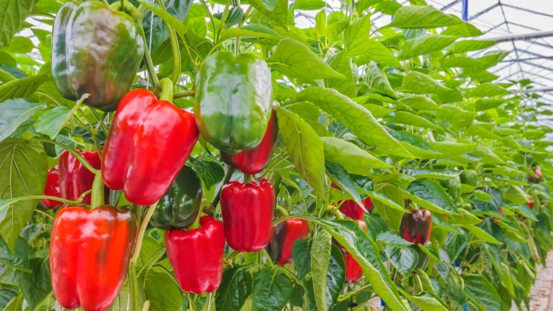 shutterstock 276859865