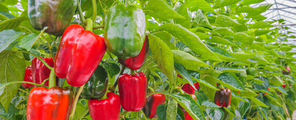 shutterstock 276859865